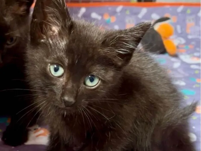 Gato ra a SRD-ViraLata idade Abaixo de 2 meses nome Dedé e Dalila
