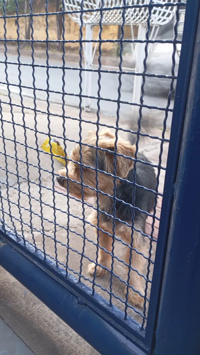 Cachorro ra a Yorkshire idade 1 ano nome Não sei