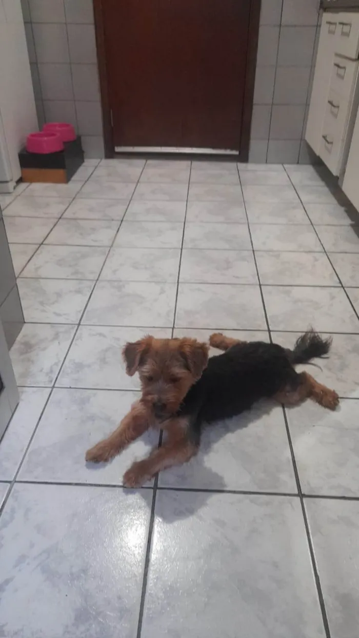 Cachorro ra a Yorkshire idade 1 ano nome Não sei