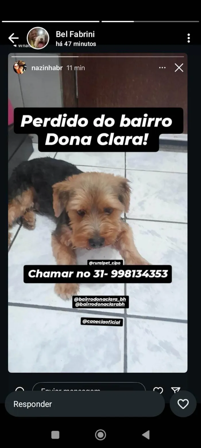 Cachorro ra a Yorkshire idade 1 ano nome Não sei