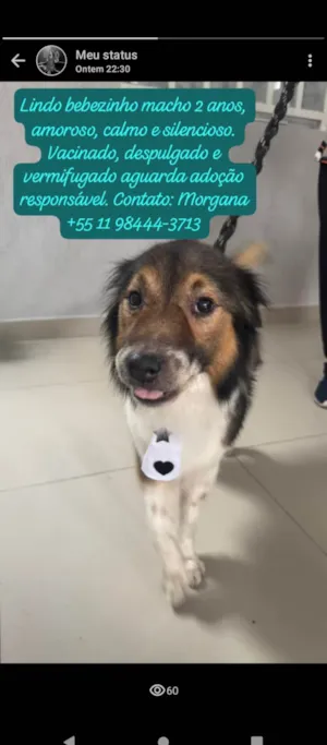 Cachorro raça SRD-ViraLata idade 2 anos nome Bebê 