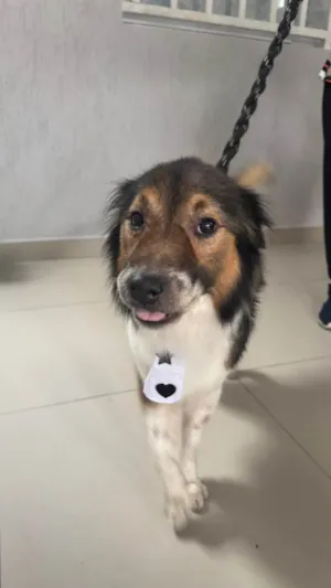 Cachorro raça SRD-ViraLata idade 2 anos nome Bebê 