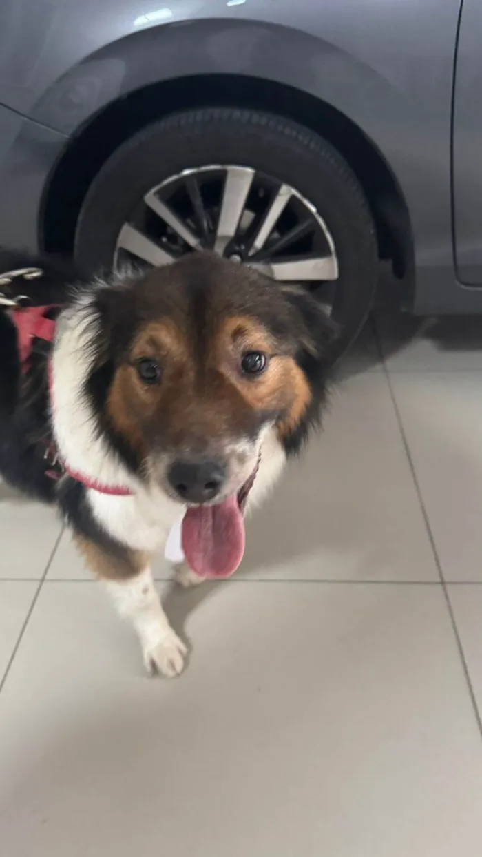 Cachorro ra a SRD-ViraLata idade 2 anos nome Bebê 