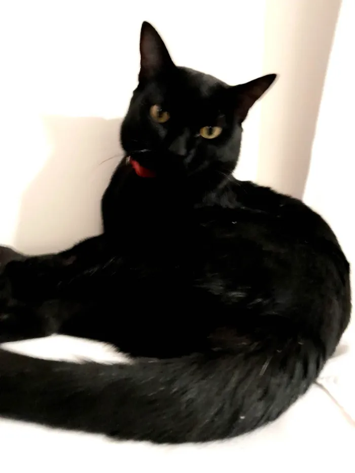 Gato ra a SRD-ViraLata idade 2 anos nome Augusto José 