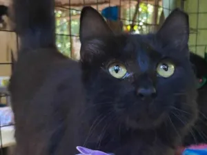 Gato raça SRD-ViraLata idade 7 a 11 meses nome Onix
