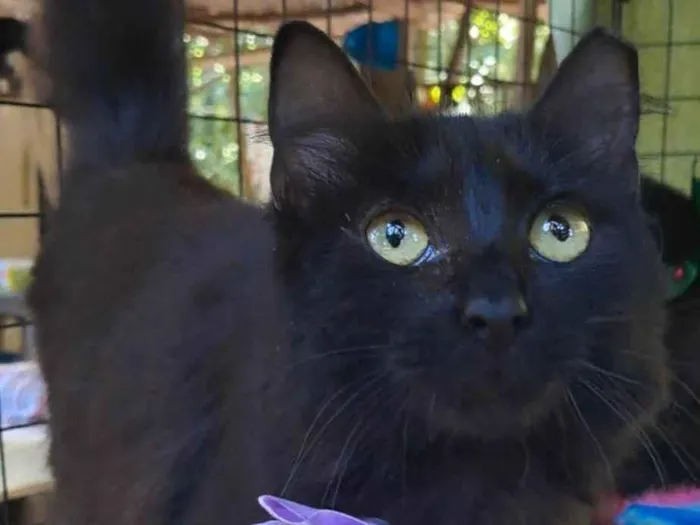 Gato ra a SRD-ViraLata idade 7 a 11 meses nome Onix