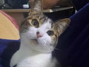 Gato raça SRD-ViraLata idade 5 anos nome Nairóbi