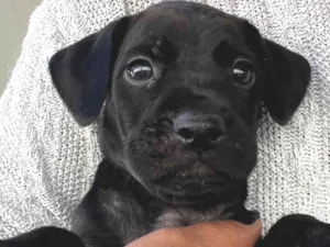 Cachorro raça SRD-ViraLata idade Abaixo de 2 meses nome Sem nome 