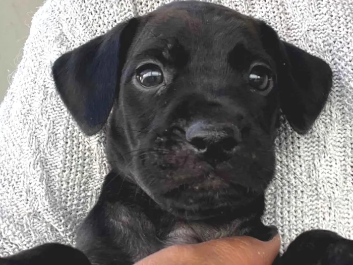 Cachorro ra a SRD-ViraLata idade Abaixo de 2 meses nome Sem nome 