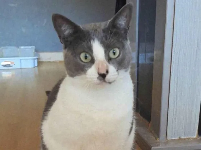 Gato ra a SRD-ViraLata idade 2 anos nome Luna