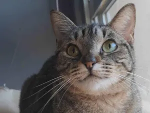 Gato raça SRD-ViraLata idade 2 anos nome Laurinha