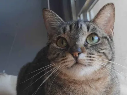 Gato raça SRD-ViraLata idade 2 anos nome Laurinha