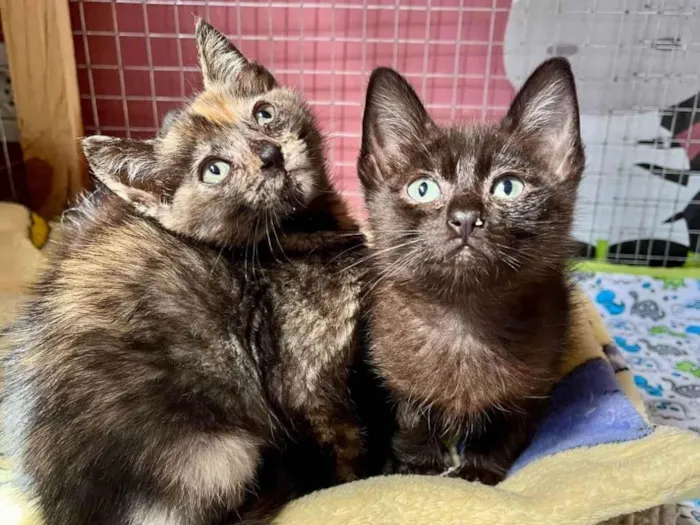 Gato ra a SRD-ViraLata idade Abaixo de 2 meses nome Dedé e Dalila