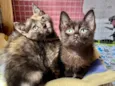 Dedé e Dalila