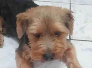 Cachorro raça Yorkshire idade 1 ano nome Não sei