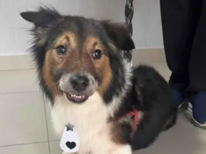 Cachorro raça SRD-ViraLata idade 2 anos nome Bebê 