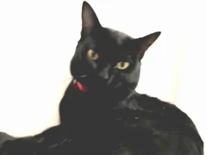 Gato raça SRD-ViraLata idade 2 anos nome Augusto José 
