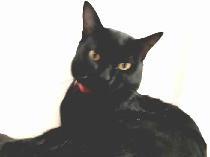 Gato ra a SRD-ViraLata idade 2 anos nome Augusto José 