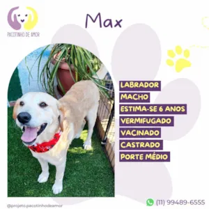 Cachorro raça Labrador idade 6 ou mais anos nome Max