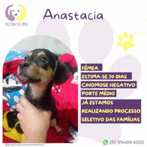 Cachorro raça SRD-ViraLata idade Abaixo de 2 meses nome Anastacia 