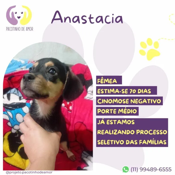 Cachorro ra a SRD-ViraLata idade Abaixo de 2 meses nome Anastacia 