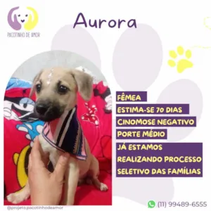 Cachorro raça SRD-ViraLata idade Abaixo de 2 meses nome Aurora