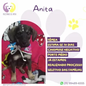 Cachorro raça SRD-ViraLata idade Abaixo de 2 meses nome Anita