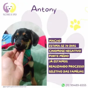 Cachorro raça SRD-ViraLata idade Abaixo de 2 meses nome Antony