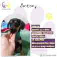 Antony