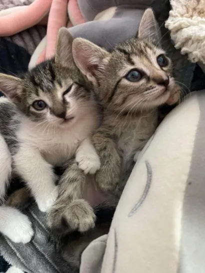 Gato raça SRD-ViraLata idade Abaixo de 2 meses nome Selma Beltrão 