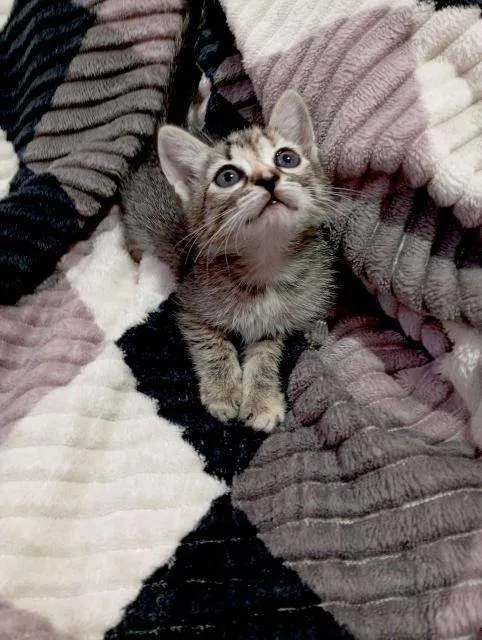 Gato ra a SRD-ViraLata idade Abaixo de 2 meses nome Selma Beltrão 