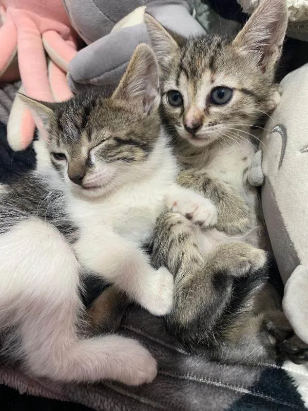 Gato ra a SRD-ViraLata idade Abaixo de 2 meses nome Selma Beltrão 