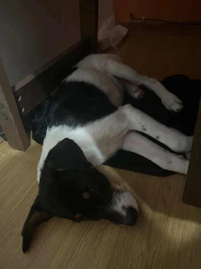 Cachorro ra a SRD-ViraLata idade 2 a 6 meses nome chester