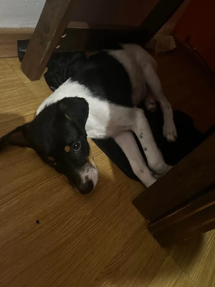 Cachorro ra a SRD-ViraLata idade 2 a 6 meses nome chester