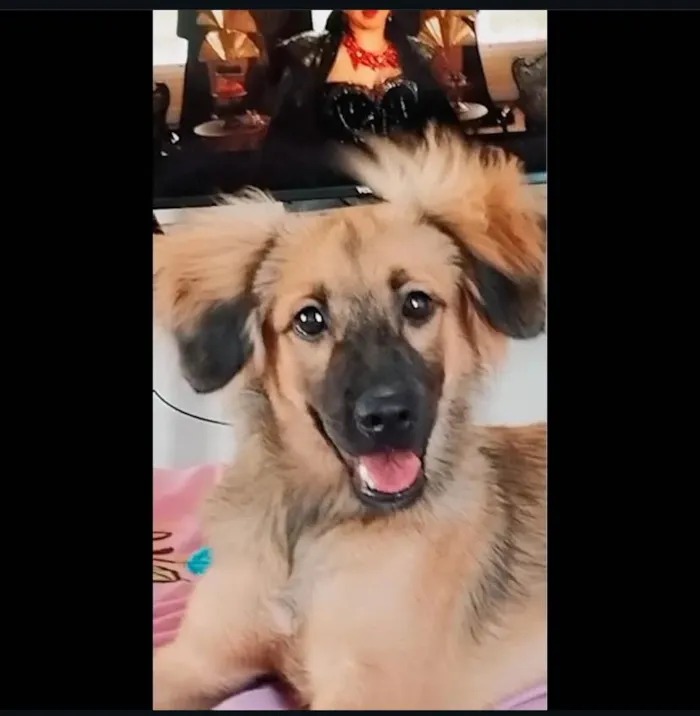 Cachorro ra a SRD-ViraLata idade 2 anos nome Reyla Maria 