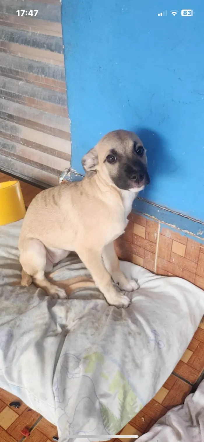 Cachorro ra a SRD-ViraLata idade 2 a 6 meses nome Safira