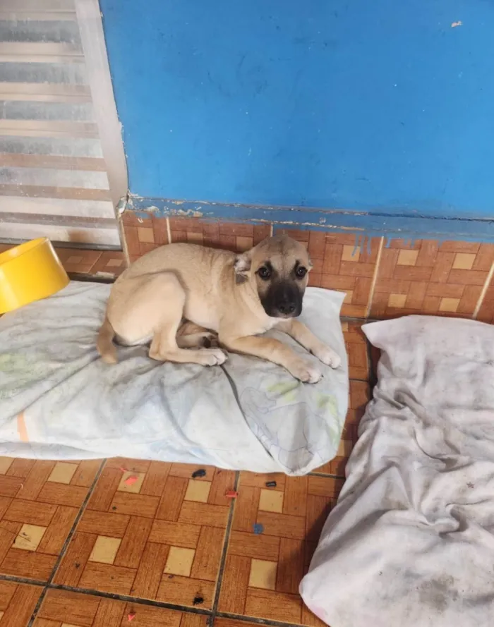 Cachorro ra a SRD-ViraLata idade 2 a 6 meses nome Safira