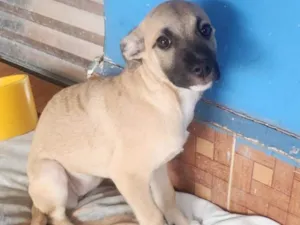 Cachorro raça SRD-ViraLata idade 2 a 6 meses nome Safira