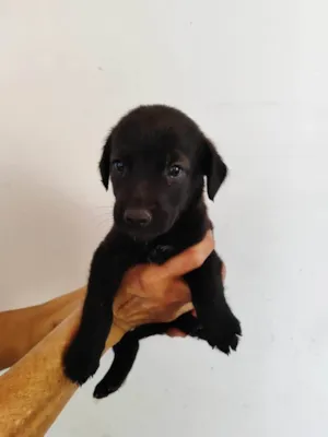 Cachorro raça SRD-ViraLata idade Abaixo de 2 meses nome Pantera