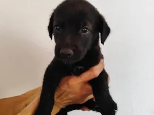 Cachorro raça SRD-ViraLata idade Abaixo de 2 meses nome Pantera