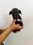 Pretinha