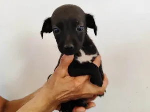 Cachorro raça SRD-ViraLata idade Abaixo de 2 meses nome Pretinha