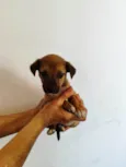 Brisa