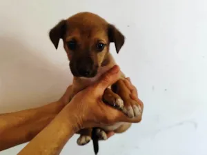 Cachorro raça SRD-ViraLata idade Abaixo de 2 meses nome  Brisa