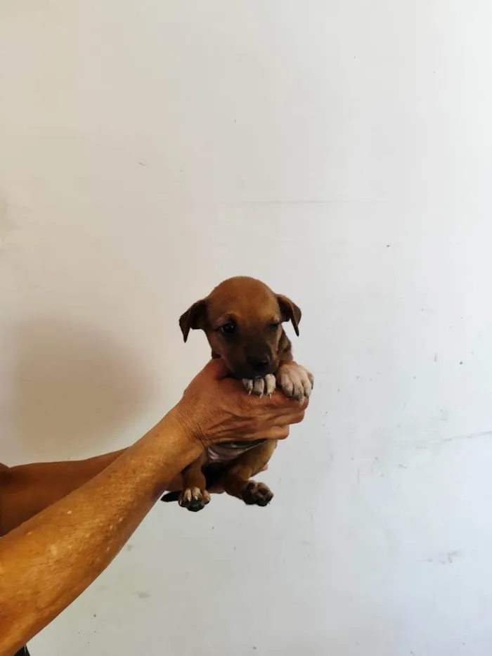 Cachorro ra a SRD-ViraLata idade Abaixo de 2 meses nome Mel