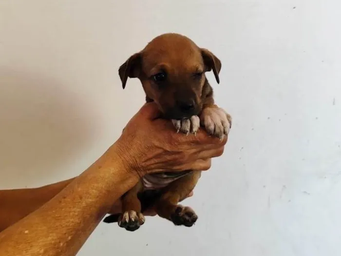 Cachorro ra a SRD-ViraLata idade Abaixo de 2 meses nome Mel