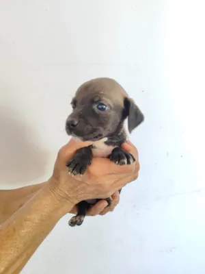 Cachorro raça SRD-ViraLata idade Abaixo de 2 meses nome Laika