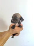 Laika