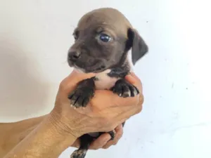 Cachorro raça SRD-ViraLata idade Abaixo de 2 meses nome Laika