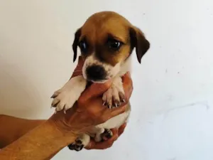 Cachorro raça SRD-ViraLata idade Abaixo de 2 meses nome Aurora